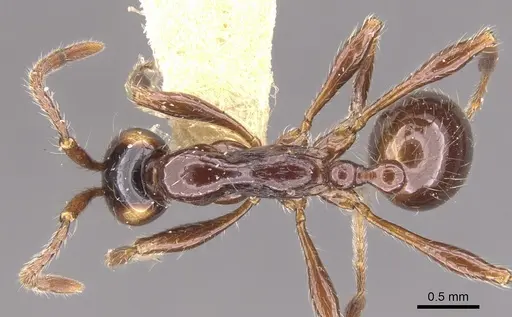 Aenictus alticola specimen CASENT0902681 image casent0902681_1