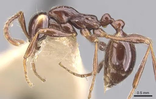 Aenictus alticola specimen CASENT0902681 image casent0902681_3