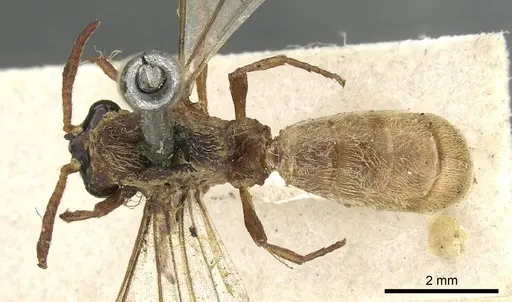 Aenictus ambiguus specimen CASENT0901947 image casent0901947_1
