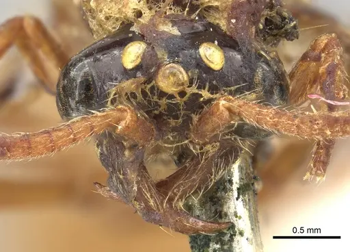 Aenictus ambiguus specimen CASENT0901947 image casent0901947_2