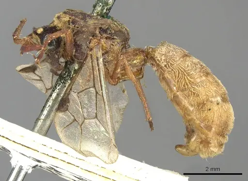Aenictus ambiguus specimen CASENT0901947 image casent0901947_3