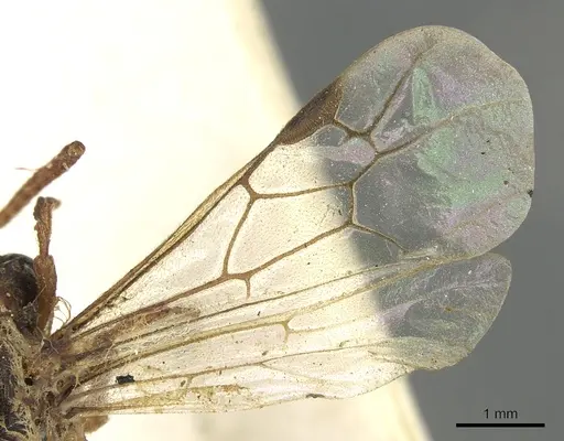 Aenictus ambiguus specimen CASENT0901947 image casent0901947_4
