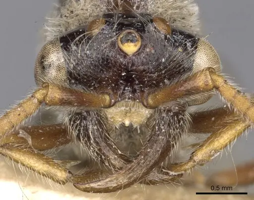 Aenictus ambiguus specimen CASENT0901981 image casent0901981_2