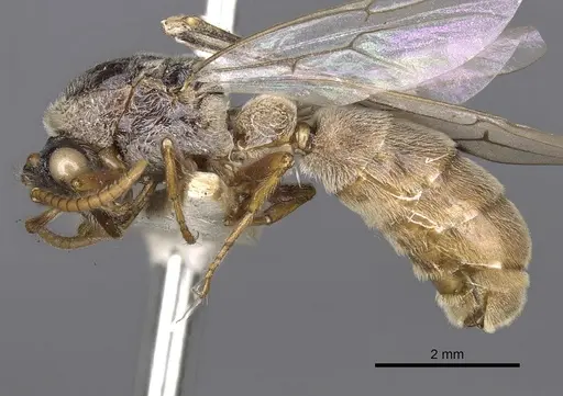 Aenictus ambiguus specimen CASENT0901981 image casent0901981_3