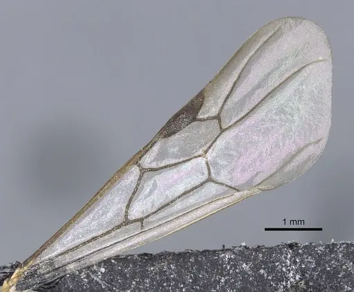 Aenictus ambiguus specimen CASENT0901981 image casent0901981_4