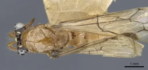 Aenictus anceps specimen CASENT0907025 image casent0907025_1
