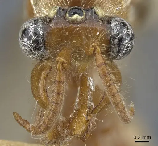 Aenictus anceps specimen CASENT0907025 image casent0907025_2