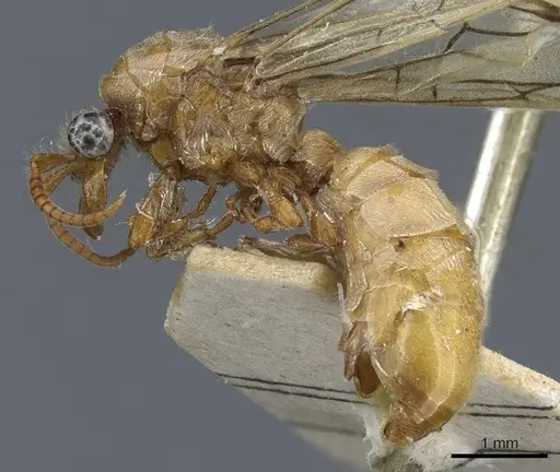 Aenictus anceps specimen CASENT0907025 image casent0907025_3