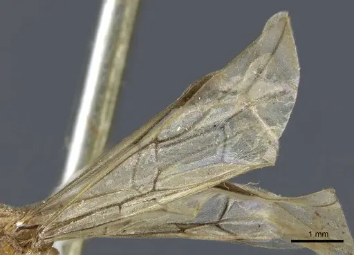 Aenictus anceps specimen CASENT0907025 image casent0907025_4