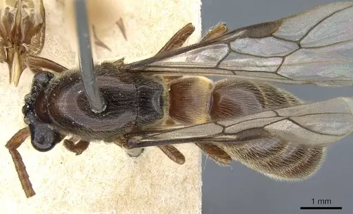Aenictus annae specimen CASENT0905984 image casent0905984_1