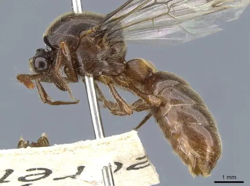 Aenictus annae specimen CASENT0905984 image casent0905984_3