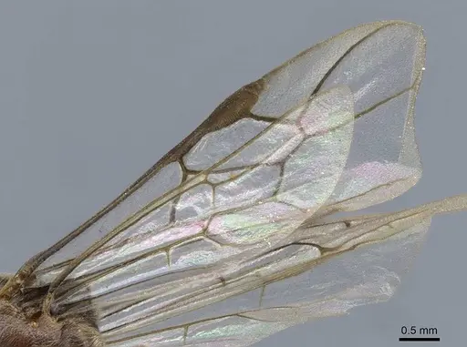 Aenictus annae specimen CASENT0905984 image casent0905984_4