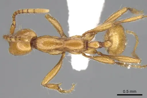Aenictus arabicus specimen CASENT0280972 image casent0280972_1
