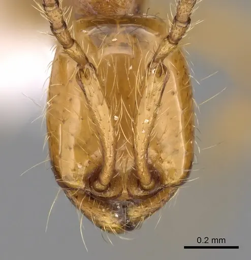Aenictus arabicus specimen CASENT0280972 image casent0280972_2