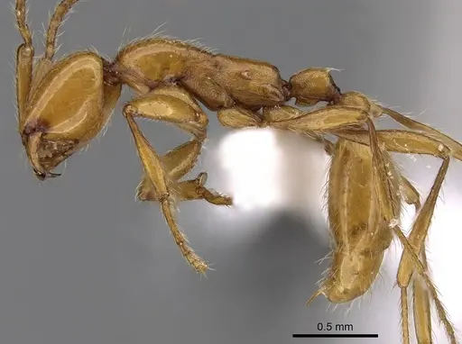 Aenictus arabicus specimen CASENT0280972 image casent0280972_3