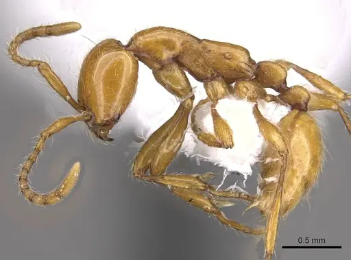 Aenictus arabicus specimen CASENT0911127 image casent0911127_3