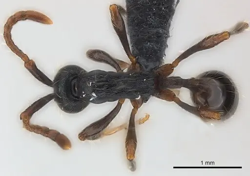 Aenictus aratus specimen CASENT0070186 image casent0070186_1