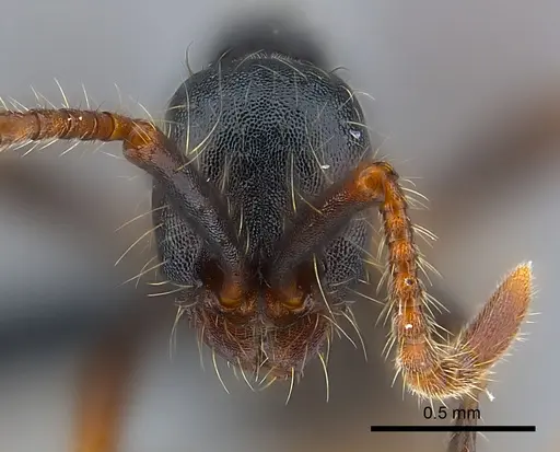 Aenictus aratus specimen CASENT0070186 image casent0070186_2