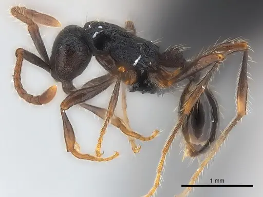 Aenictus aratus specimen CASENT0070186 image casent0070186_3