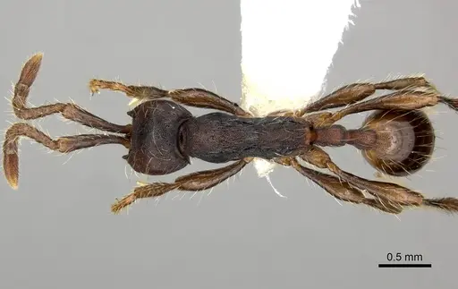 Aenictus aratus specimen CASENT0249277 image casent0249277_1