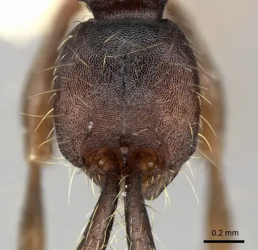 Aenictus aratus specimen CASENT0249277 image casent0249277_2