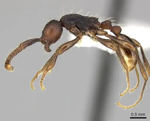 Aenictus aratus specimen CASENT0249277 image casent0249277_3