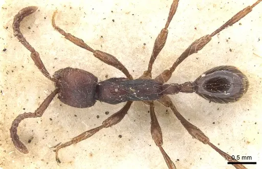 Aenictus aratus specimen CASENT0902672 image casent0902672_1