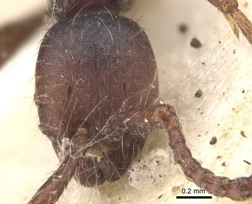 Aenictus aratus specimen CASENT0902672 image casent0902672_2