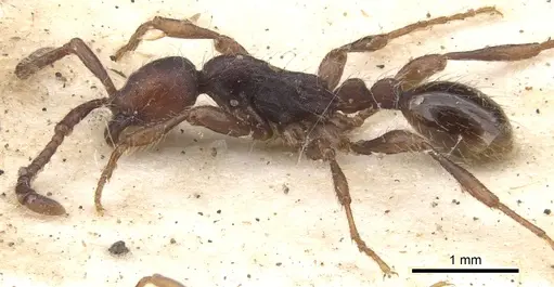 Aenictus aratus specimen CASENT0902672 image casent0902672_3