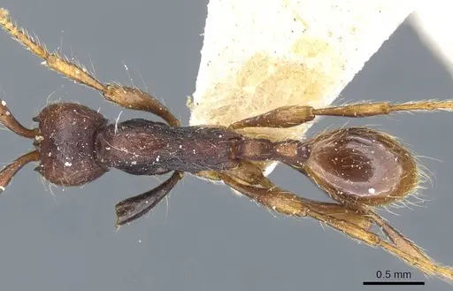 Aenictus aratus specimen CASENT0905985 image casent0905985_1