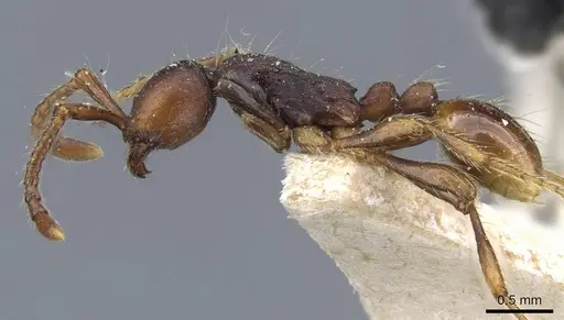 Aenictus aratus specimen CASENT0905985 image casent0905985_3