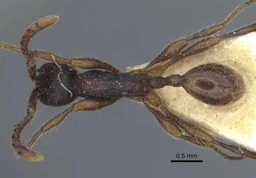 Aenictus aratus specimen CASENT0916861 image casent0916861_1