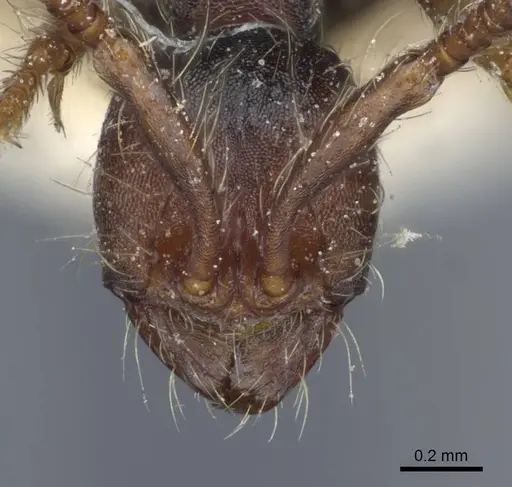 Aenictus aratus specimen CASENT0916861 image casent0916861_2