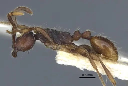 Aenictus aratus specimen CASENT0916861 image casent0916861_3