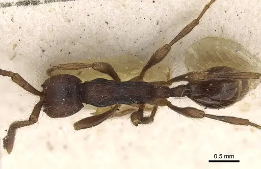 Aenictus aratus specimen CASENT0922456 image casent0922456_1