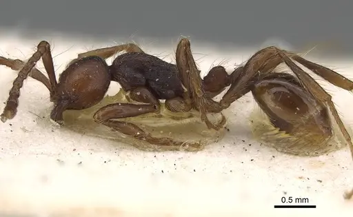 Aenictus aratus specimen CASENT0922456 image casent0922456_3
