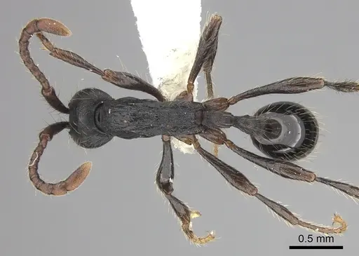 Aenictus aratus specimen JTLC000008745 image jtlc000008745_1