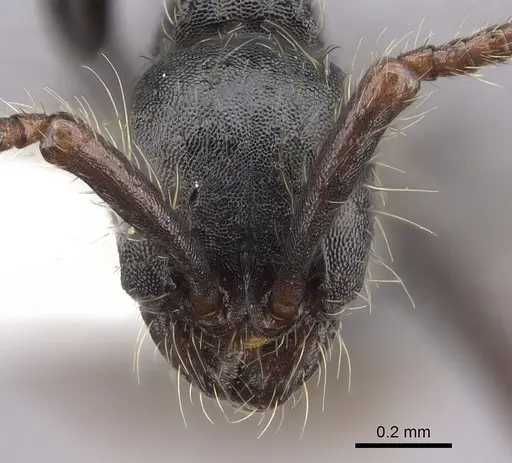 Aenictus aratus specimen JTLC000008745 image jtlc000008745_2