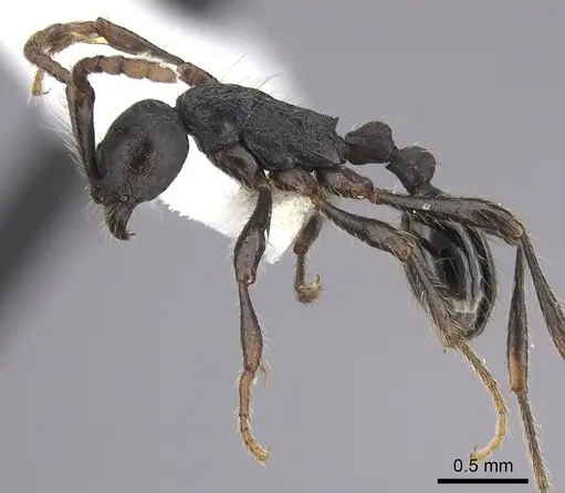Aenictus aratus specimen JTLC000008745 image jtlc000008745_3