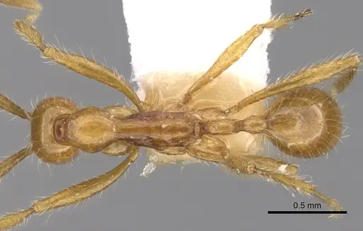 Aenictus artipus specimen CASENT0281956 image casent0281956_1