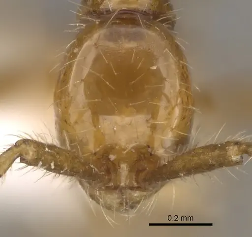 Aenictus artipus specimen CASENT0281956 image casent0281956_2