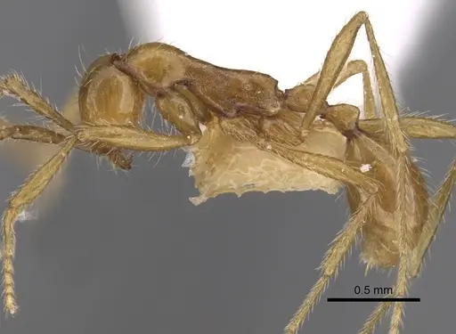 Aenictus artipus specimen CASENT0281956 image casent0281956_3