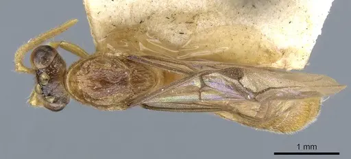 Aenictus arya specimen CASENT0905987 image casent0905987_1