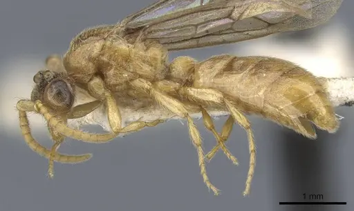 Aenictus arya specimen CASENT0905987 image casent0905987_3