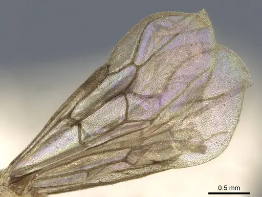 Aenictus arya specimen CASENT0905987 image casent0905987_4