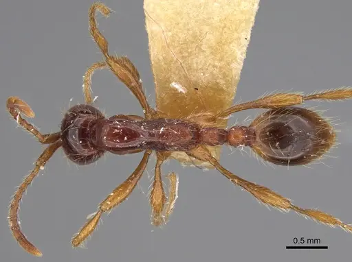 Aenictus asantei specimen NHMUK012849241 image nhmuk012849241_1