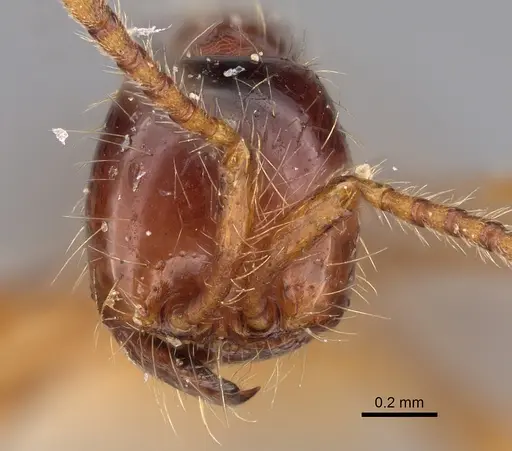 Aenictus asantei specimen NHMUK012849241 image nhmuk012849241_2