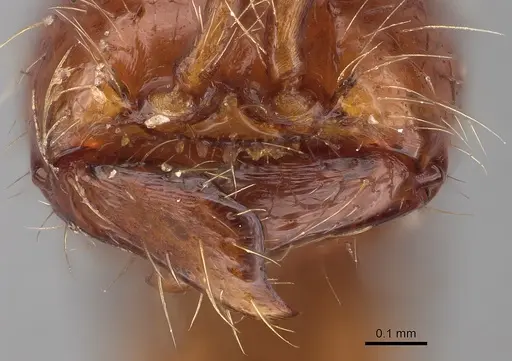 Aenictus asantei specimen NHMUK012849241 image nhmuk012849241_3