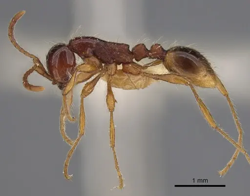 Aenictus asantei specimen NHMUK012849241 image nhmuk012849241_4