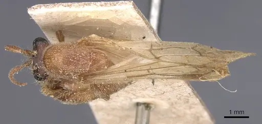 Aenictus asperivalvus specimen CASENT0911416 image casent0911416_1